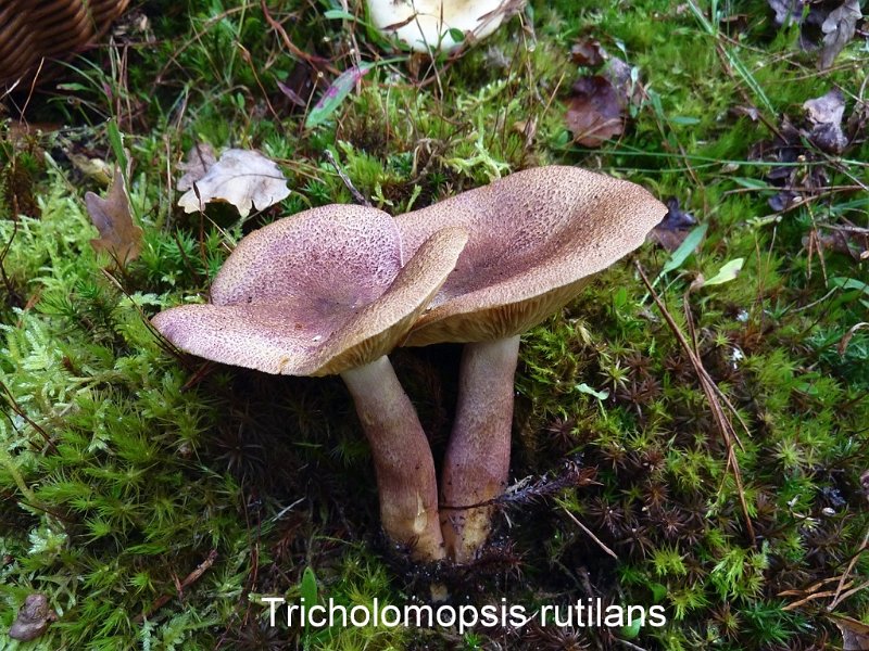 Tricholomopsis rutilans-amf1890.jpg - Tricholomopsis rutilans ; Syn1: Tricholoma rutilans ; Syn2: Gyrophila rutilans ; Nom français: Tricholome rutilant